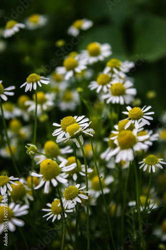 Wild camomile in the field with natural background. Matricaria chamomilla.Matricaria recutita. Summer background. Meadow of officinal camomile flowers.
