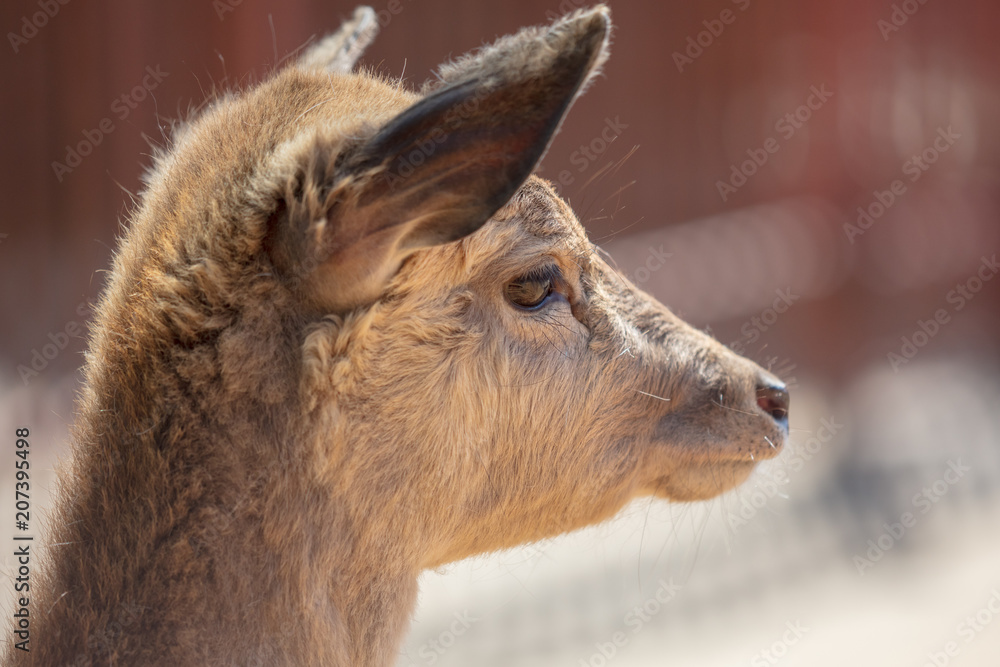 Fototapeta premium Portrait of a deer in the zoo