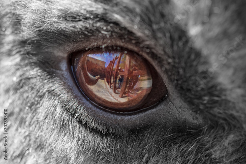 The eye of a deer as a background © schankz