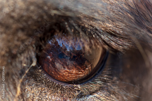 The eye of a camel photo