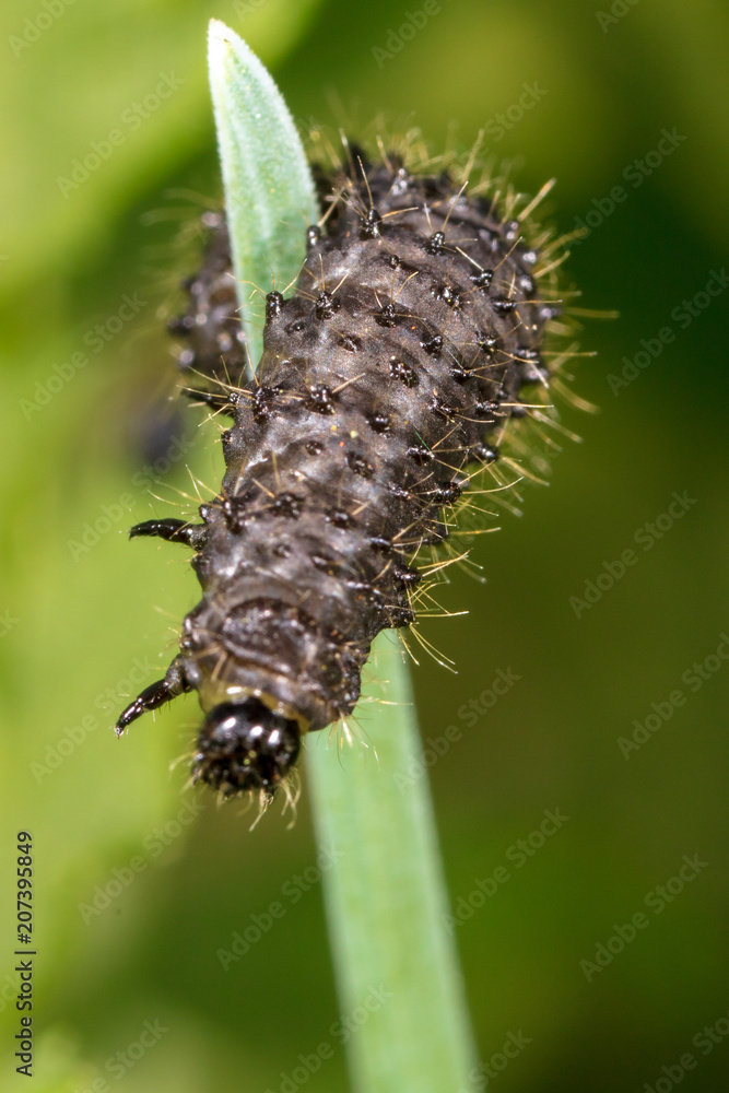 Black caterpillar on a green plant Black caterpillar on a green plant