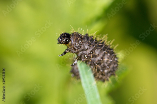 Black caterpillar on a green plant