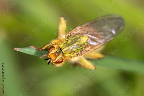 Fly on a green plant in nature © schankz