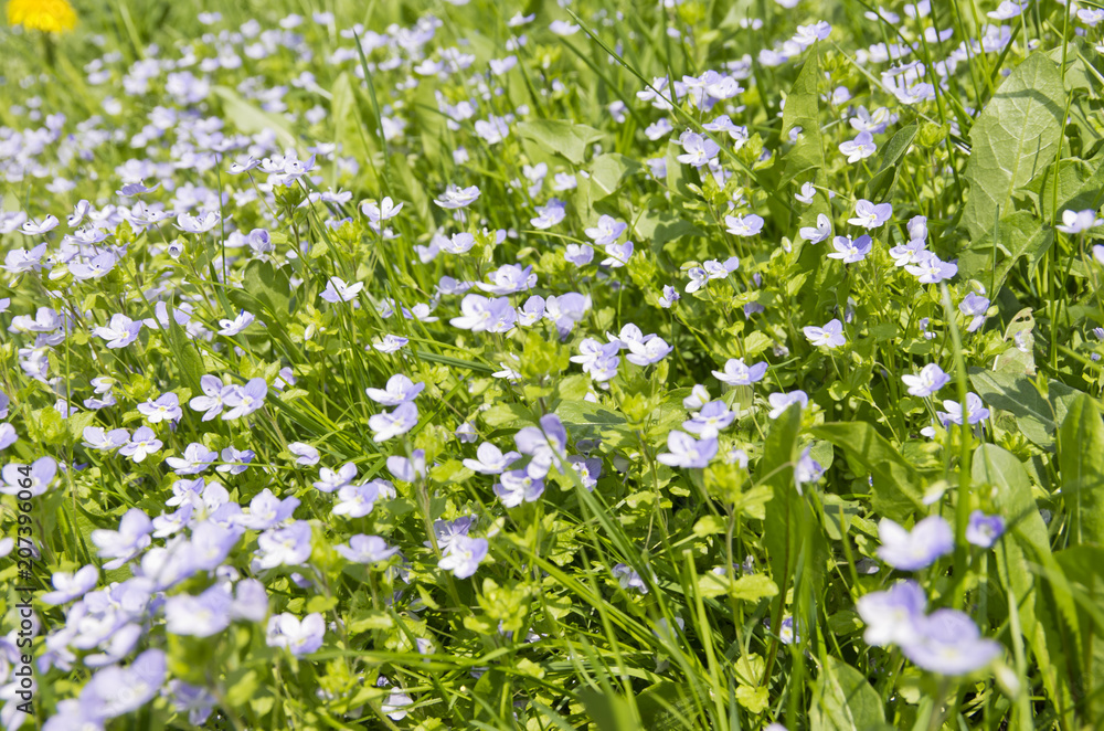 Meadow Flowers Meadow Flowers