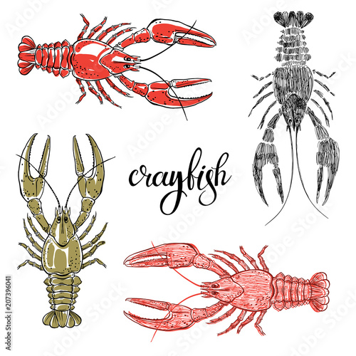 Crayfish.Hand drawn vector illustration, isolated  elements for design on white background.