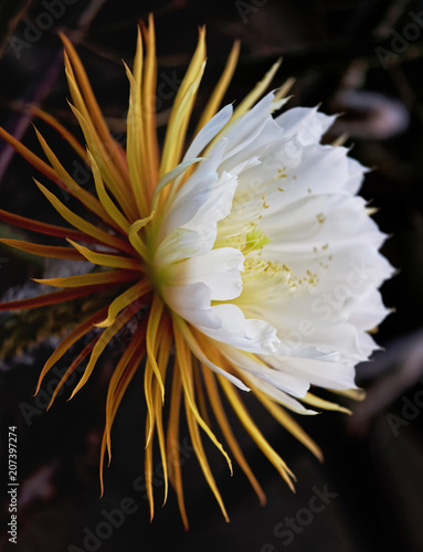 Cactus queen of the night. Night-blooming cereus Latin name Selenicereus grandiflorus