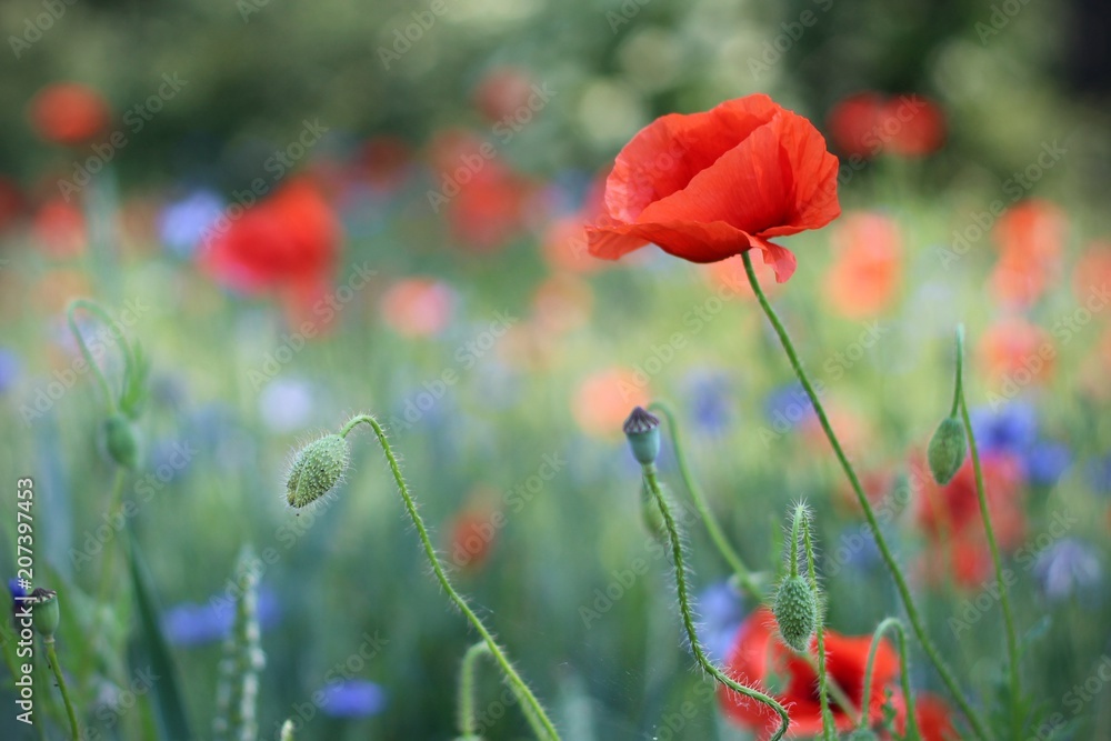 Fototapeta premium Mohn & Kornblumen - Feld