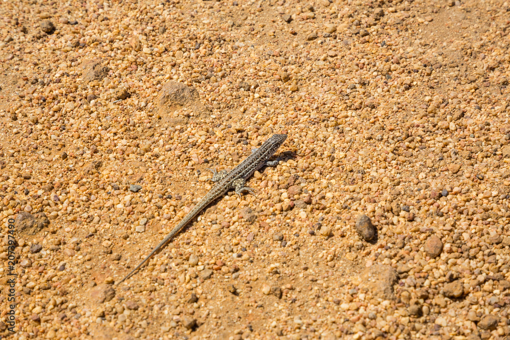 Spotted lizard on gravel