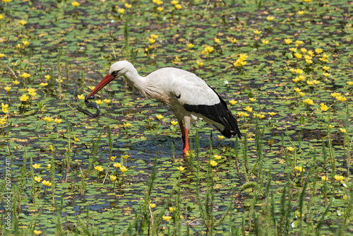 a white stork  Ciconia ciconia  catches and eats snake in the nature reserve kuehkopf  hesse  germany