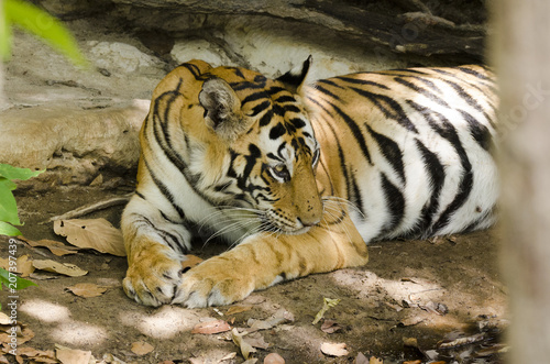 A female tigress relaxing in a waterhole inside Bandhavgarh Tiger reserve during a wildlife safari on a hot summer day