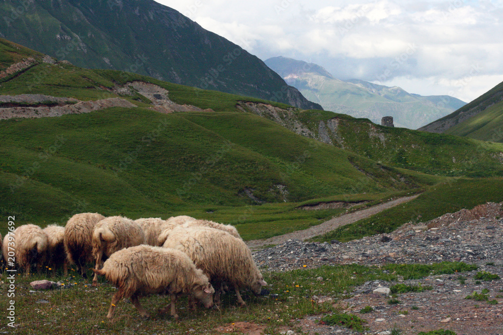 Fototapeta premium mountains view with sheeps. The Svanetian range.