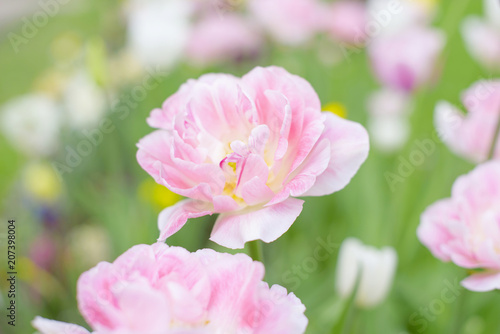 pink terry tulips © klavdiyav