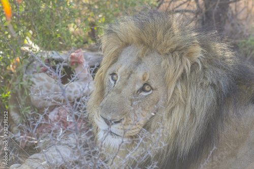 Lion sitting near its prey keeping watch