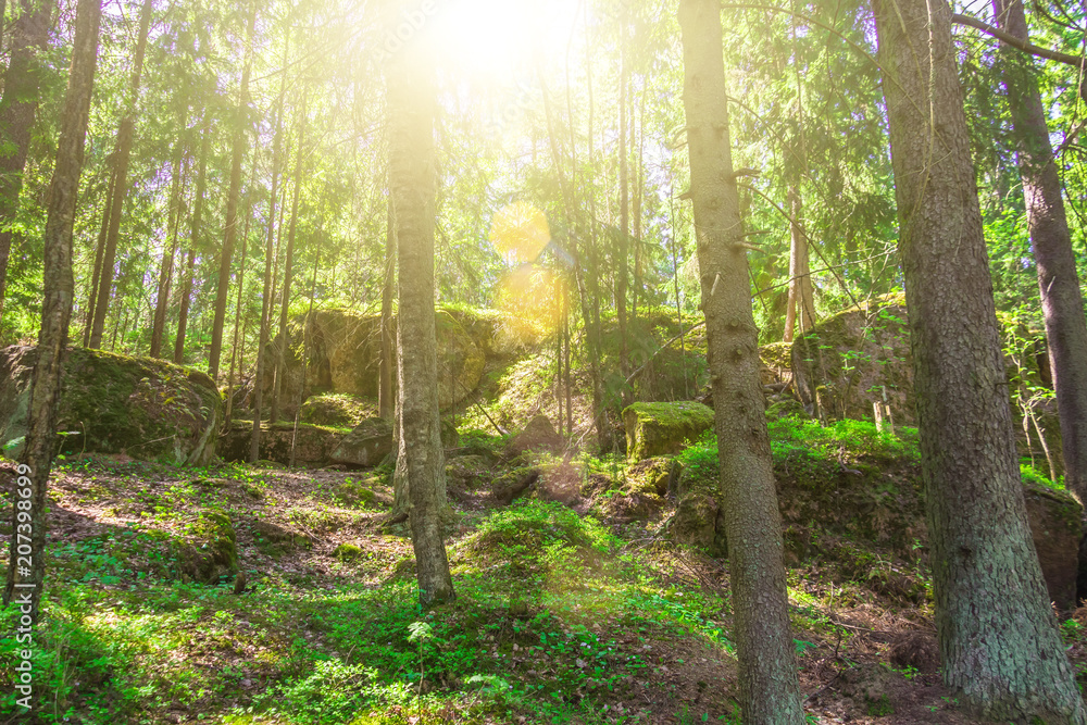Stones overgrown with moss in the dense forest of the taiga, with sunlight. Stones overgrown with moss in the dense forest of the taiga, with sunlight.