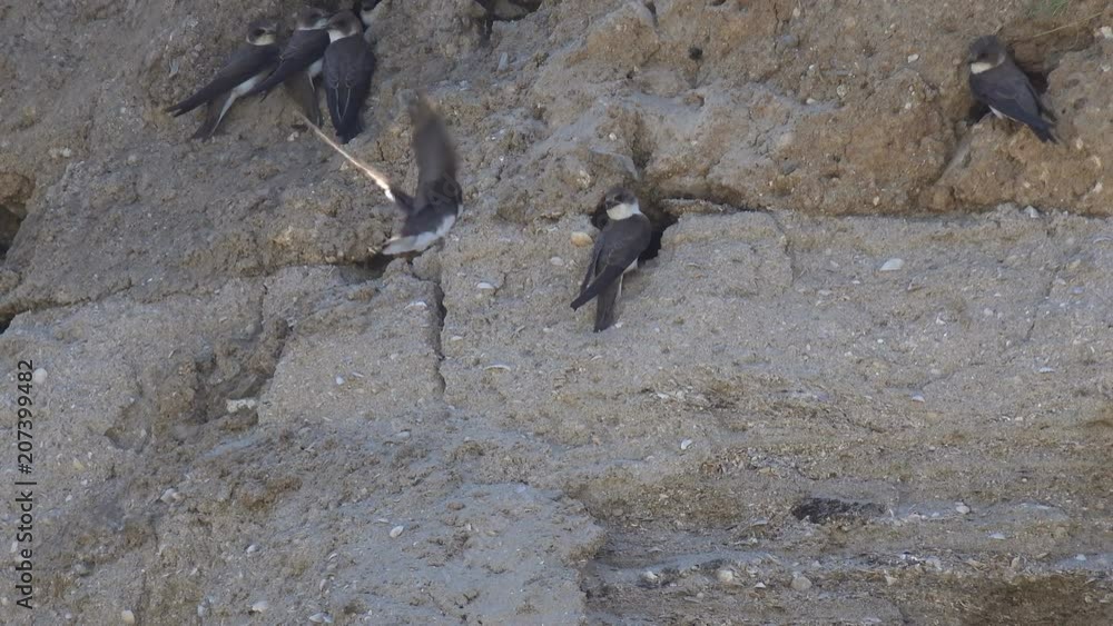 Swift birds entering and coming out of holes in a slope in natural environment. Colony of swallows on steep bank of river