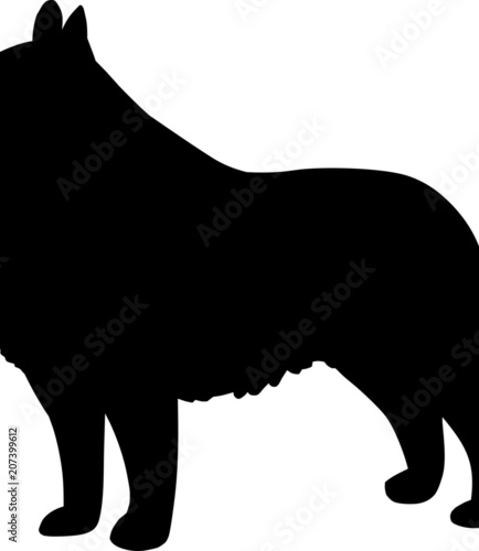 Schipperke Dog