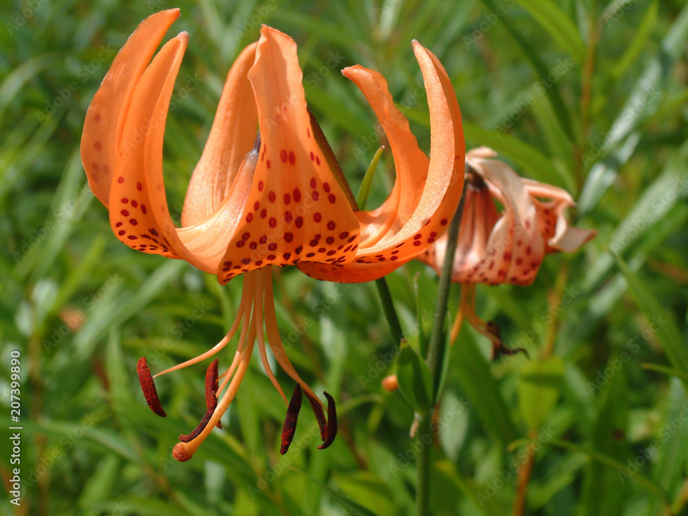 Lilium Medeoloides Full Bloom 高山植物 クルマユリ 真横から Stock Photo Adobe Stock
