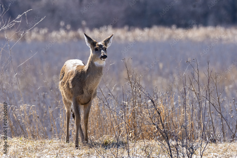 A white tailed deer curiously looking at the photographers in the causeway inside Magee marsh wildlife area A white tailed deer curiously looking at the photographers in the causeway inside Magee marsh wildlife area