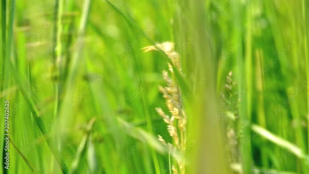 green leaves of grass moving in the wind green leaves of grass moving in the wind