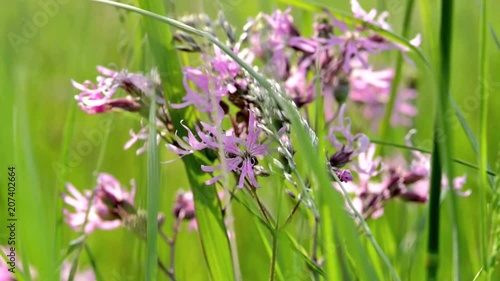 Wallpaper Mural Wildblumen im Wind auf einer Sommerwiese  Torontodigital.ca