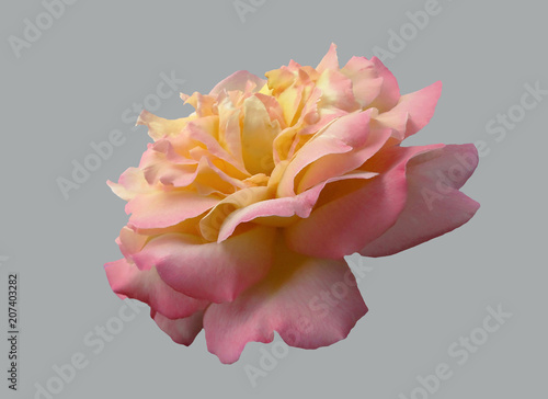 Flower of a tea rose