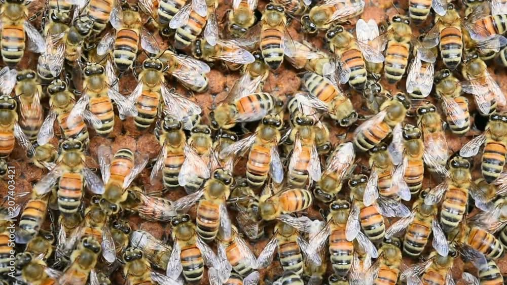 Macro shot of bees swarming on a honeycomb Macro shot of bees swarming on a honeycomb