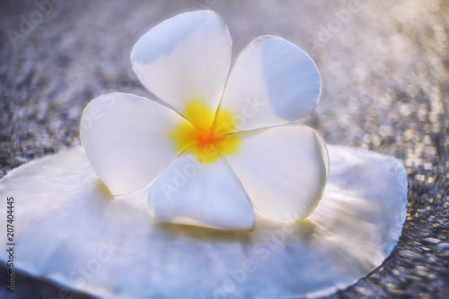  frangipani (plumeria) flower on the seashell                     © Daria