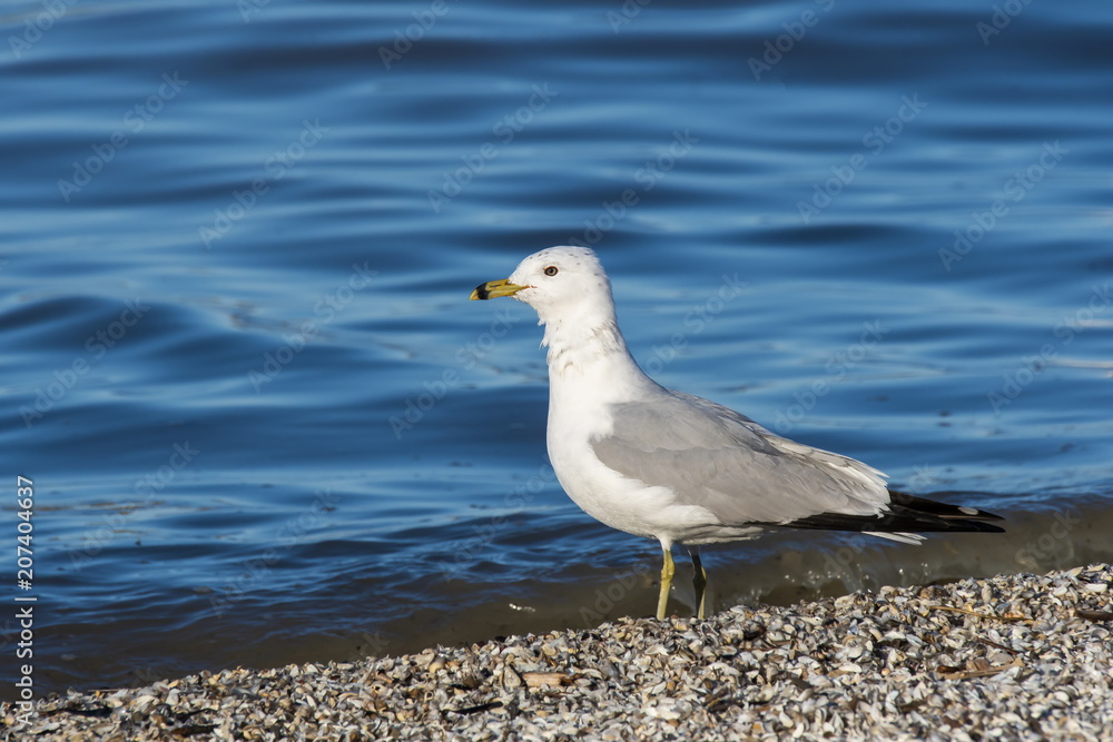 Seagulls flying with the background of Lake Erie inside Magee Marsh wildlife area on a clear winter evening