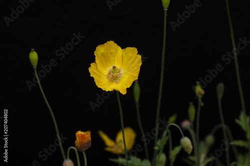 The Welsh poppy, Meconopsis cambrica, a perennial yellow flowering plant in the poppy family Papaveraceae. 
 photo