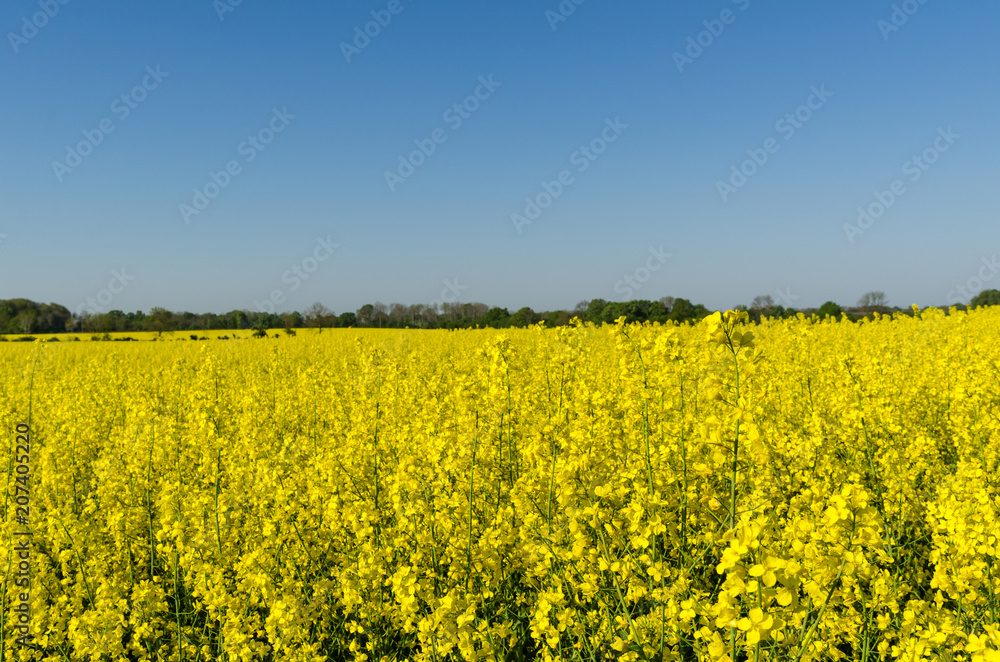 Obraz premium Blossom rapeseed field