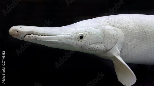 Albino Alligator Gar or Atractosteus spatula, Aligator Platinum fish – Lepisosteidae photo