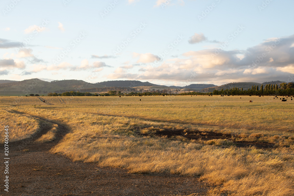 Beef cattle in pasture at sunset