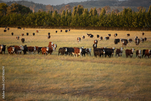 Beef cattle in pasture at sunset © Steve Lovegrove