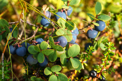 Norwegian cloud-berries. edible berry
