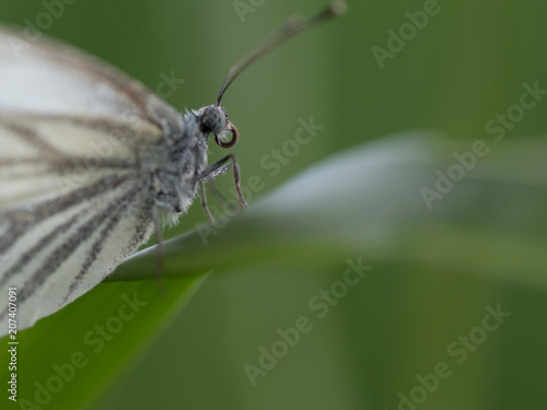 Butterfly Close-up