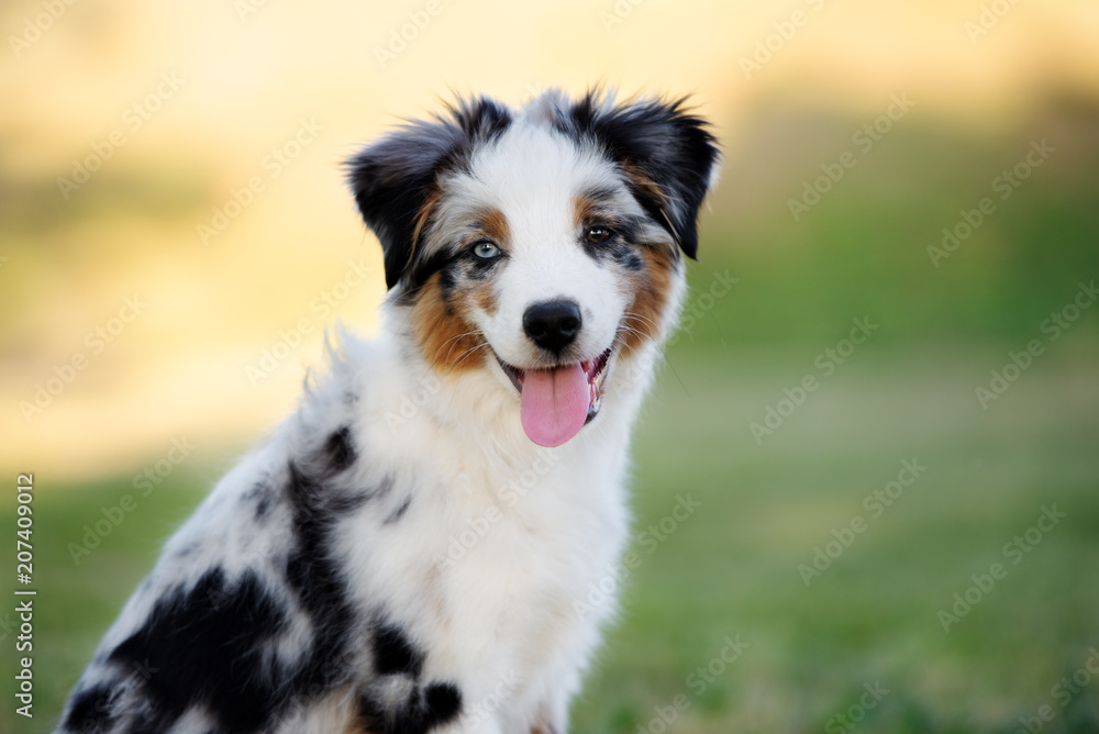 beautiful miniature american shepherd puppy with different color eyes