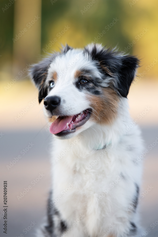 miniature australian shepherd puppy portrait outdoors