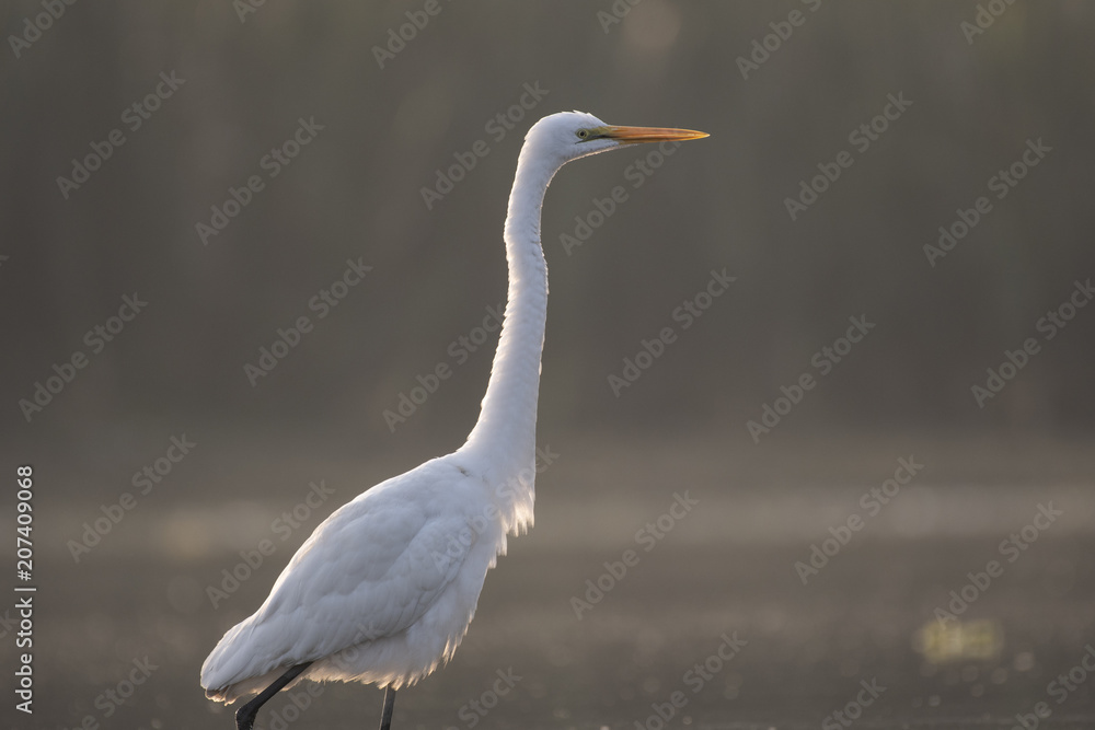 The Great White Egret The Great White Egret