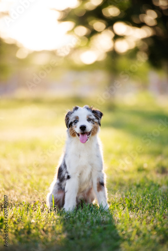 Fototapeta Naklejka Na Ścianę i Meble -  happy miniature american shepherd puppy posing outdoors at sunset