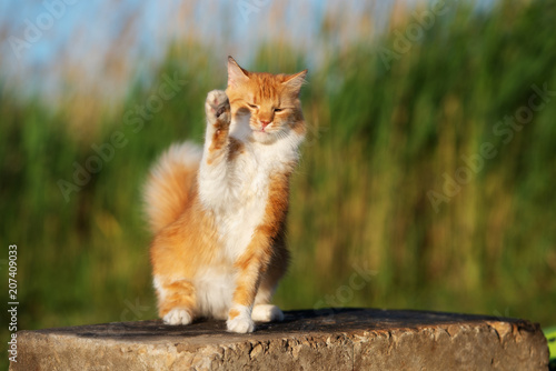 adorable red and white cat waves his paw 