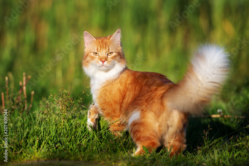 beautiful red cat walking outdoors in summer © otsphoto