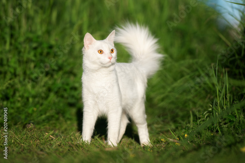 beautiful white fluffy cat walking outdoors in summer