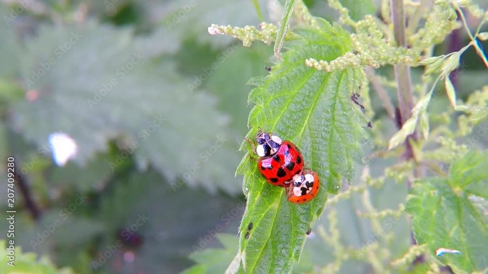Lady beetles during reproduction Lady beetles during reproduction