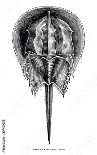 Horseshoe Crab vintage clip art