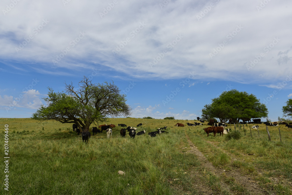 Steers fed on pasture, La Pampa, Argentina