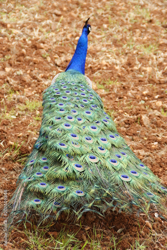 Obraz premium Peacock showing its colorful plumage
