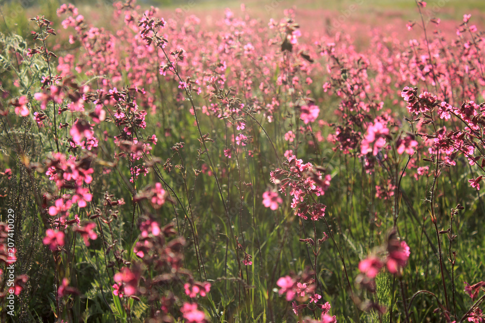 Meadow field with wild bright pink flowers. Spring Wildflowers closeup.  Environment. Toning effect