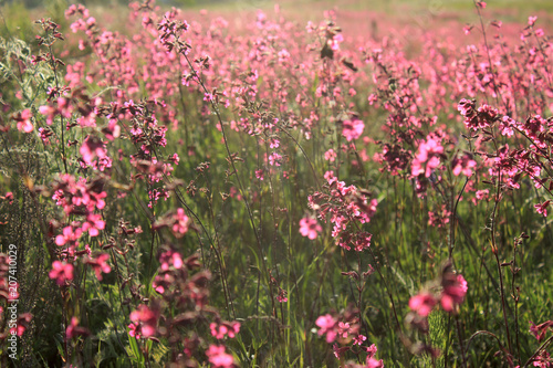 Meadow field with wild bright pink flowers. Spring Wildflowers closeup. Environment. Toning effect