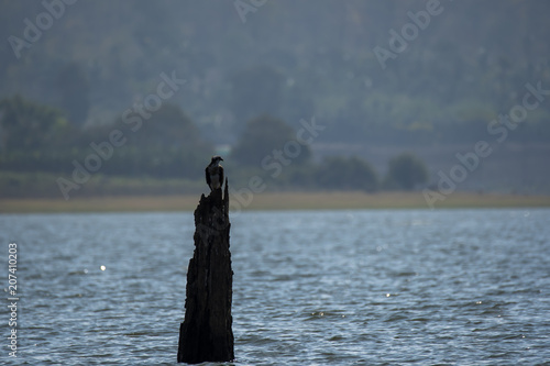 A osprey hunting in the back waters of kabini dam adjoining nagarhole tiger reserve © Chaithanya