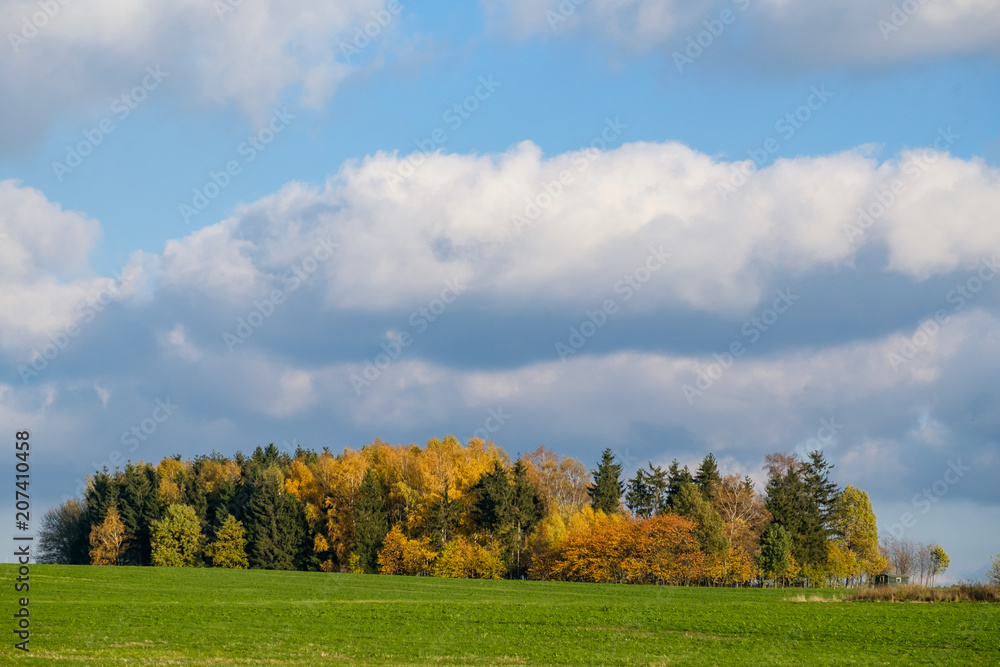 Herbststimmung Feld mit Bauminsel
